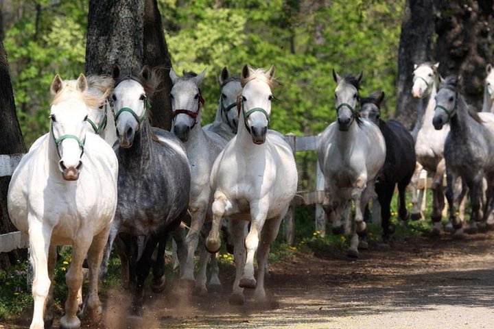 Lipica Stud Farm & Skocjan Caves - Small Group Tour from Trieste - Image 3