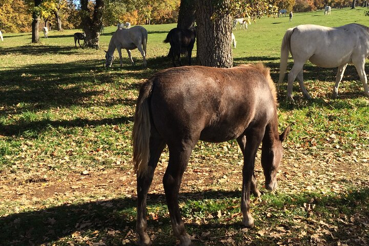 Lipica Stud Farm Tour (up to 8 persons) - Image 4