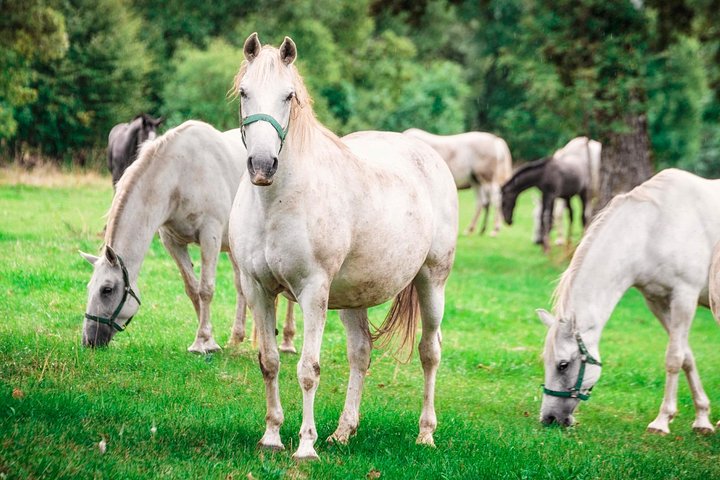 Lipica Stud Farm Tour (up to 8 persons) - Image 1