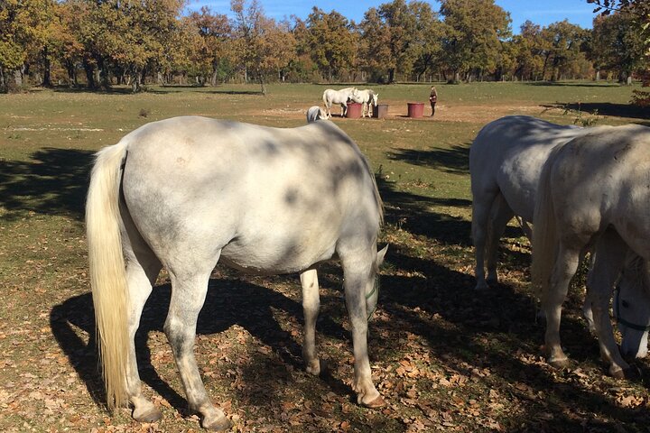 Lipica Stud Farm Tour (up to 8 persons) - Image 3