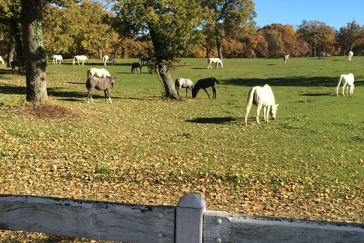 Lipica Stud Farm Tour (up to 8 persons) - Image 5
