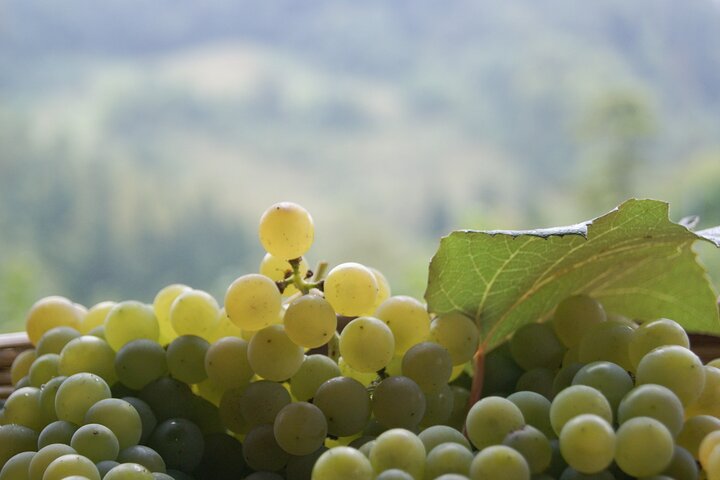 Prosecco’s Roots & the Karst Region from Trieste - Image 5
