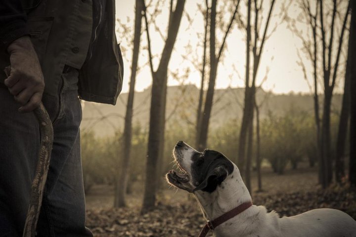 Truffle Hunting & Wine Tasting In Istria (private V.i.p. Tour) - Image 1