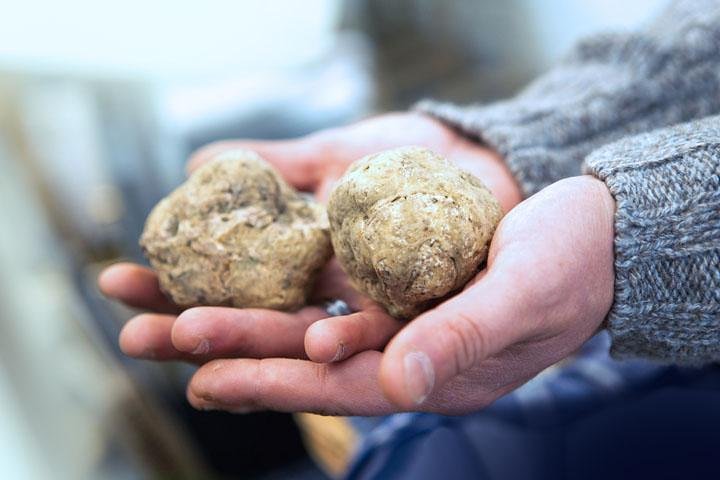 Truffle Hunting & Wine Tasting In Istria (private V.i.p. Tour) - Image 2