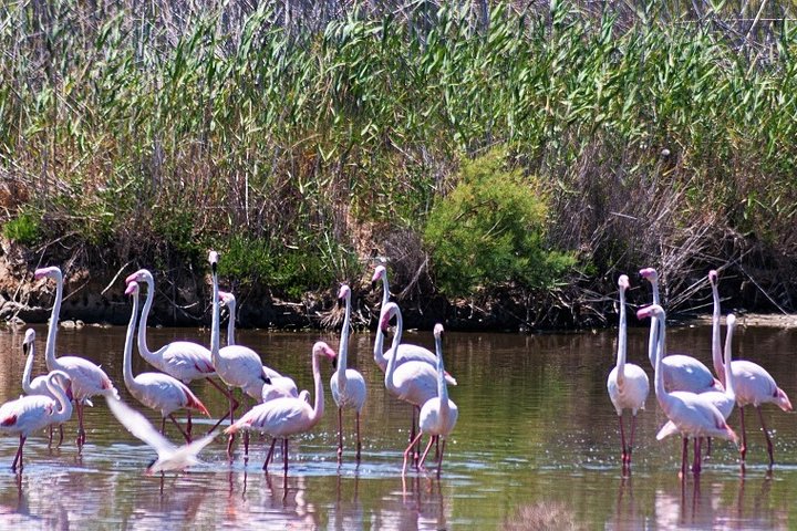 Albufera: Lake, Paella and Birdwatching - Image 3