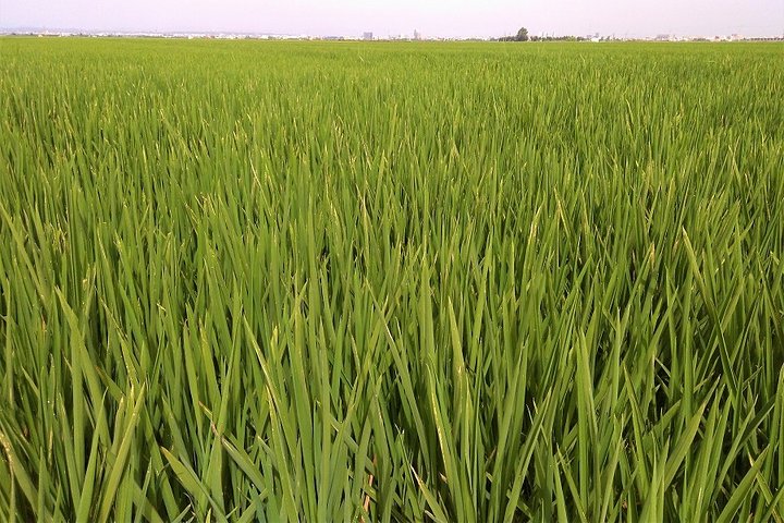 Albufera: Lake, Paella and Birdwatching - Image 2