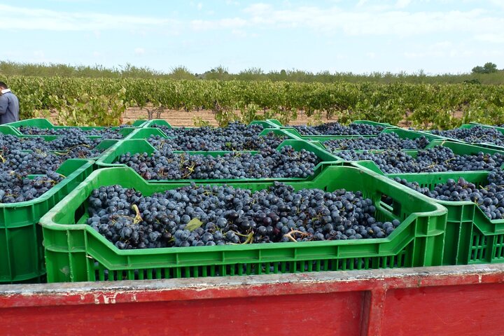 Requena Half-Day Private Vineyards & Premium Wine Tastings Tour - Image 3