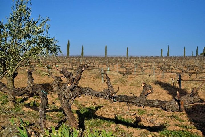 Small Group - Half-Day Wine Tour - Image 5