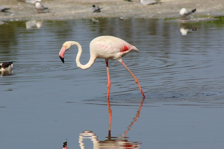 Valencia: Jeep Tour Albufera Park - Image 5