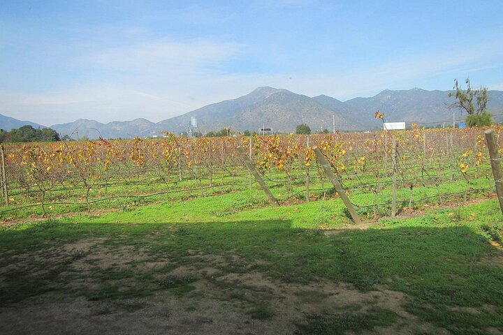 Pick up in Valparaiso Port visit Quintay Winery & Transfer Option - Image 3