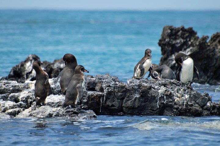 Private Cruise Shore Excursion From Valparaiso: Penguin Island - Image 4