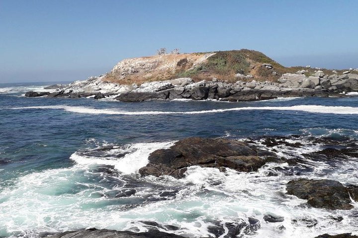 Private Cruise Shore Excursion From Valparaiso: Penguin Island - Image 2