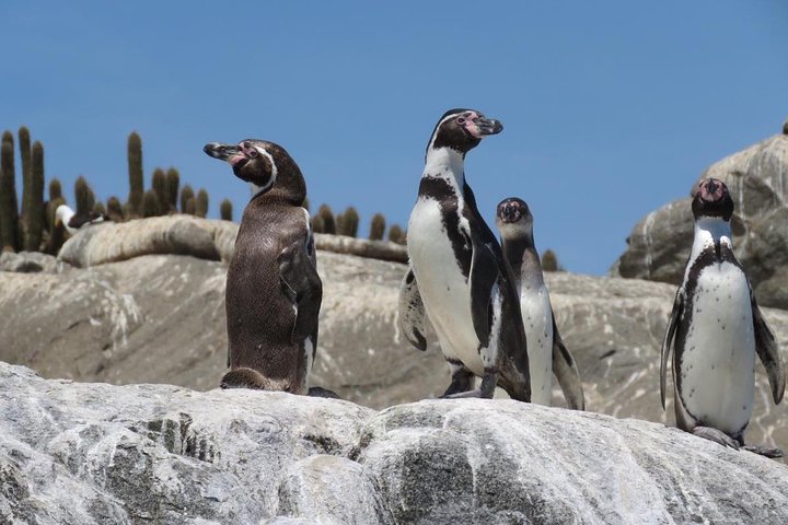 Private Cruise Shore Excursion From Valparaiso: Penguin Island - Image 1