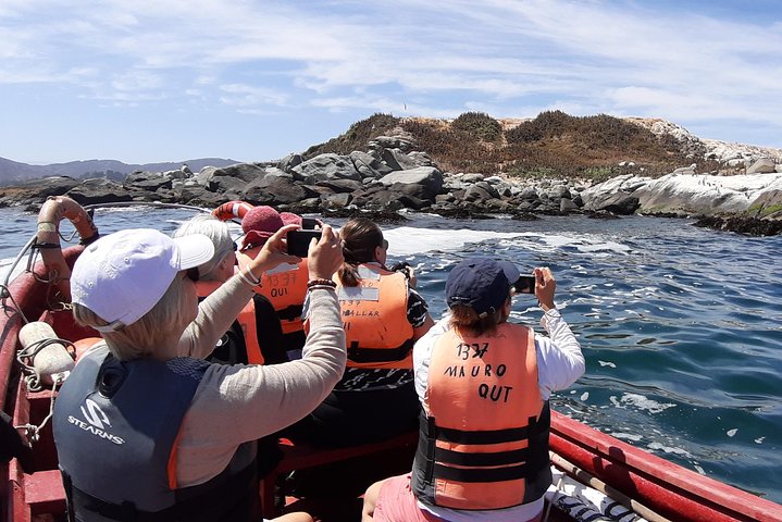 Private Cruise Shore Excursion From Valparaiso: Penguin Island - Image 3