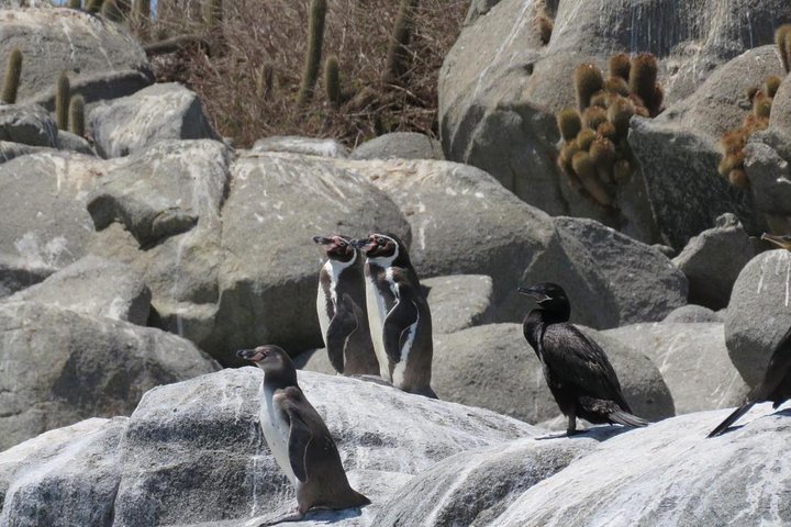 Private Cruise Shore Excursion From Valparaiso: Penguin Island - Image 5