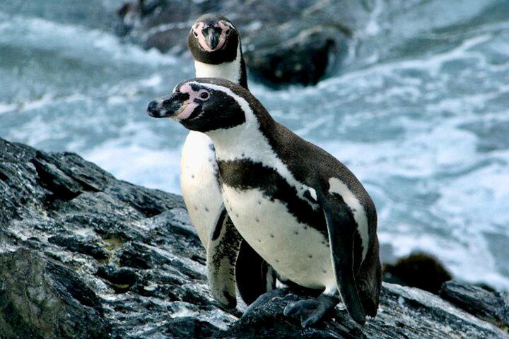 Wild Penguins,Birds,Sandboard,Chilean Drinks & Food/From Valpo - Image 3