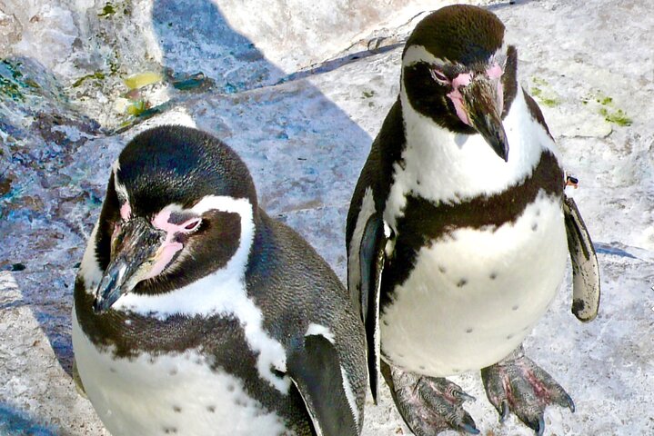 Wild Penguins,Birds,Sandboard,Chilean Drinks & Food/From Valpo - Image 1