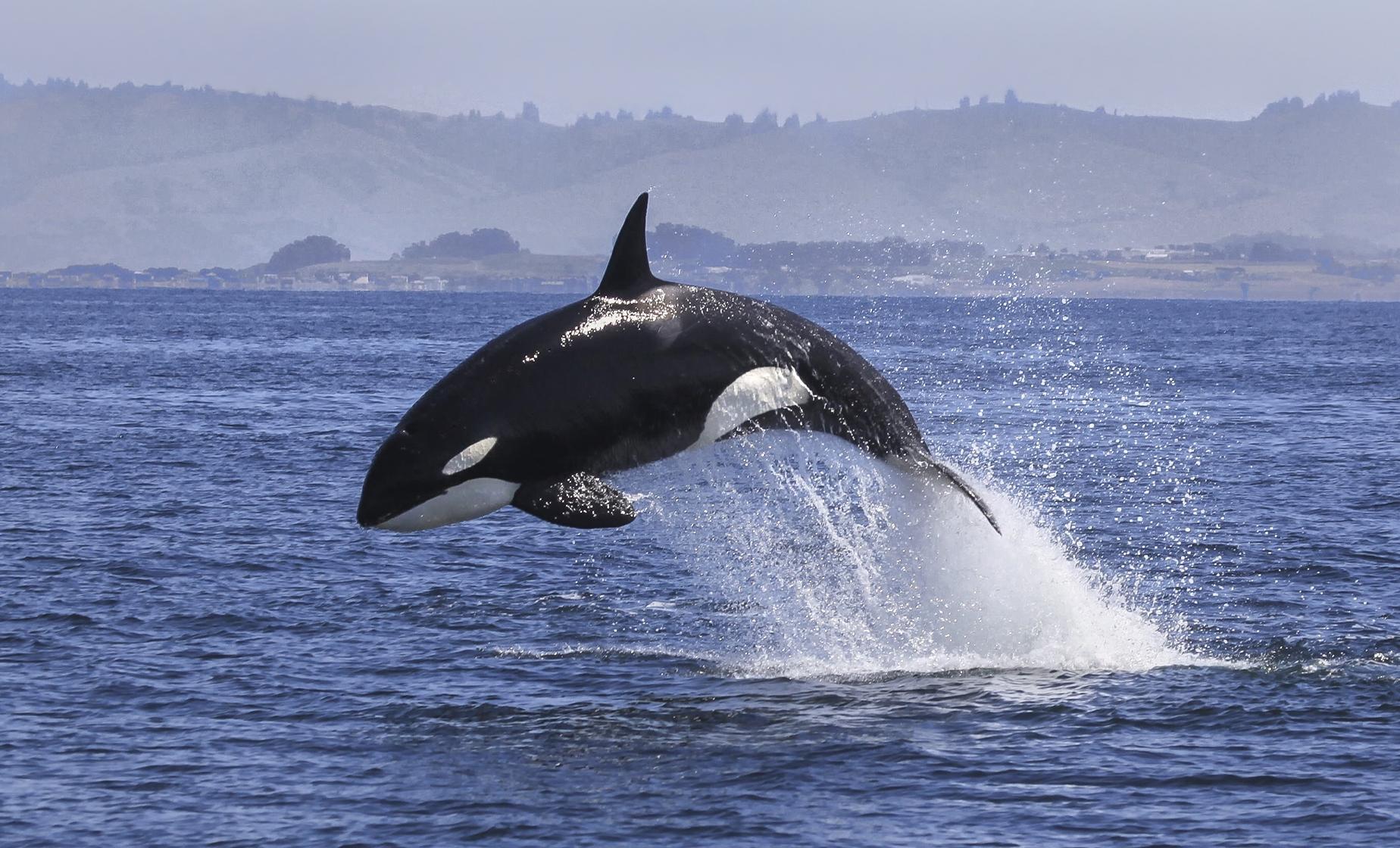 Killer Whale Watching Safari Pre Cruise Hotel - Image 1