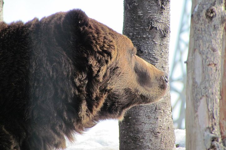 Private Tour: Capilano Suspension Bridge and Grouse Mountain - Image 4