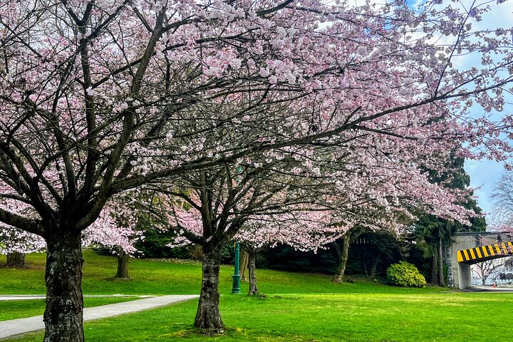 Vancouver City Tour with Cherry Blossom Festival Private - Image 5