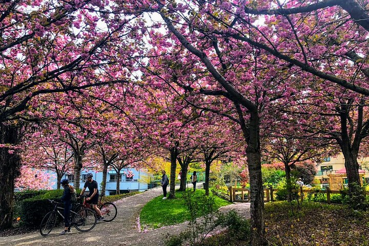 Vancouver City Tour with Cherry Blossom Festival Private - Image 2