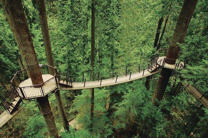 Vancouver Perfect Day Tour Grouse Mountain`& Capilano Suspention Bridge Private - Image 4