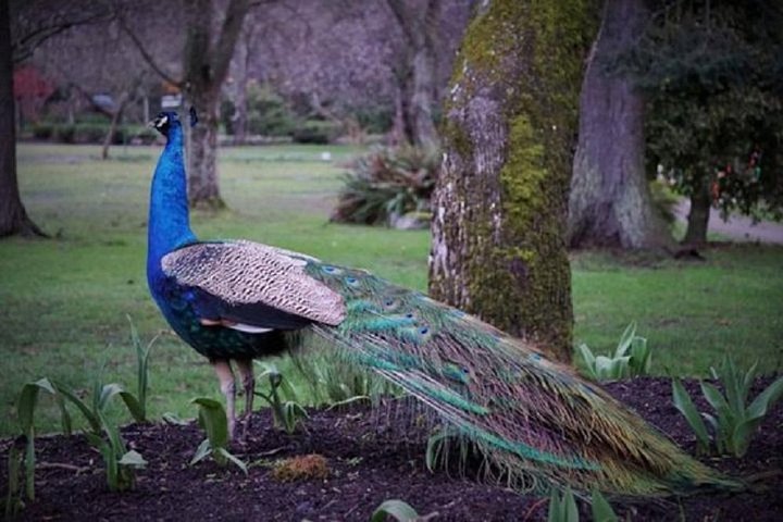 Vancouver to Victoria City with Butchart Gardens Tour - Image 4