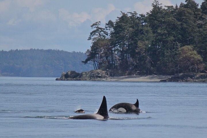Vancouver Whale Watching Adventure with City tour - Image 4