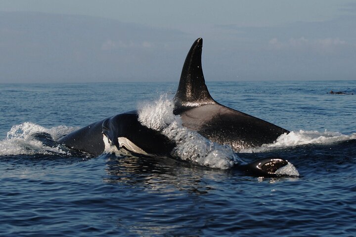 Vancouver Whale Watching Adventure with City tour - Image 3