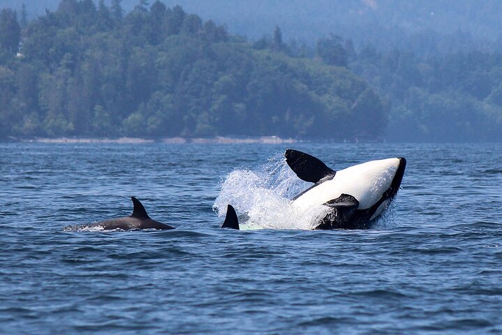 Vancouver Whale Watching Adventure with City tour - Image 2