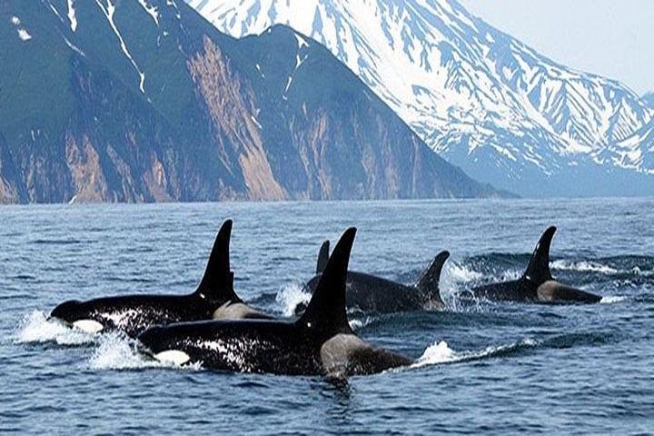 Vancouver Whale Watching Adventure with City tour - Image 1