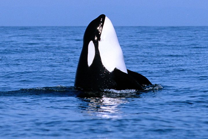 Vancouver Whale Watching Safari - Image 1