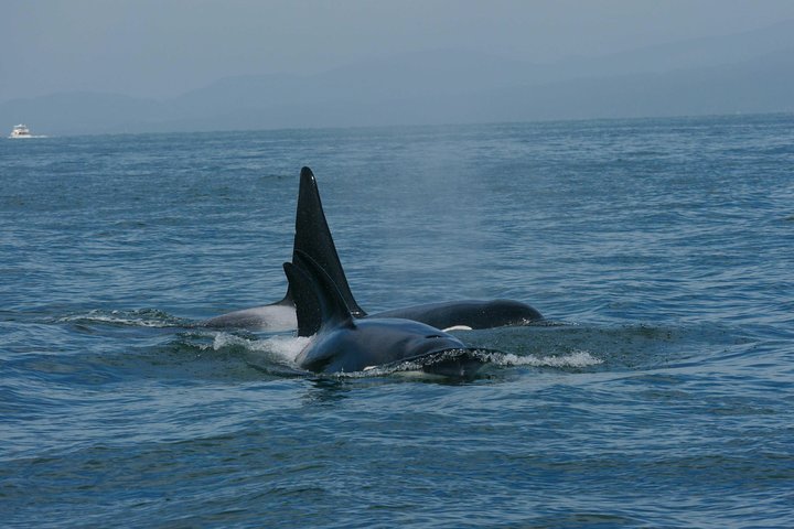 Vancouver Whale Watching Safari - Image 4