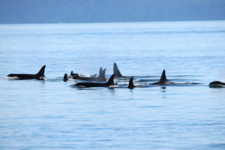 Vancouver Whale Watching Safari - Image 2