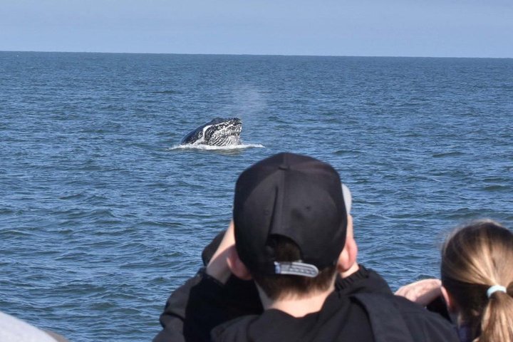 Vancouver Whale Watching Safari - Image 5
