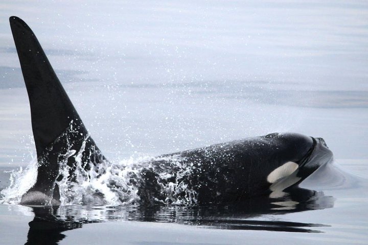 Vancouver Whale Watching Safari - Image 3