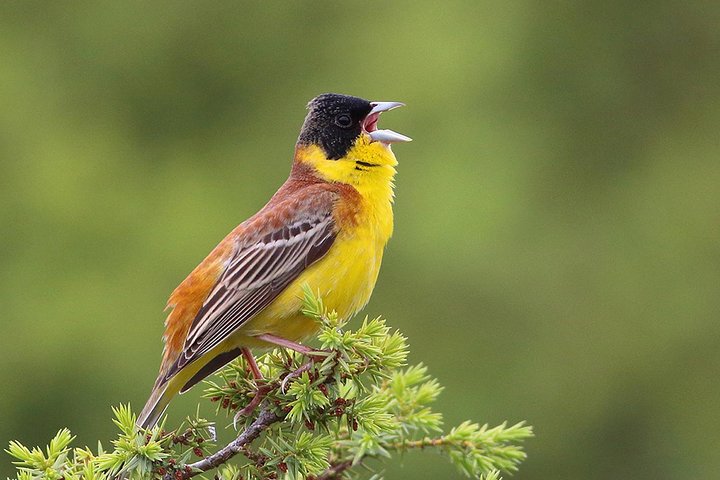 Two-day Birding Trip: Cape Kaliakra & Srebarna Lake - Image 3