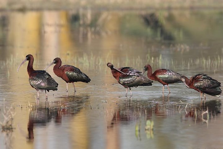 Two-day Birding Trip: Cape Kaliakra & Srebarna Lake - Image 4