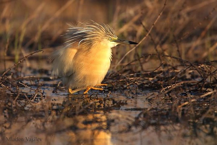 Two-day Birding Trip: Cape Kaliakra & Srebarna Lake - Image 5