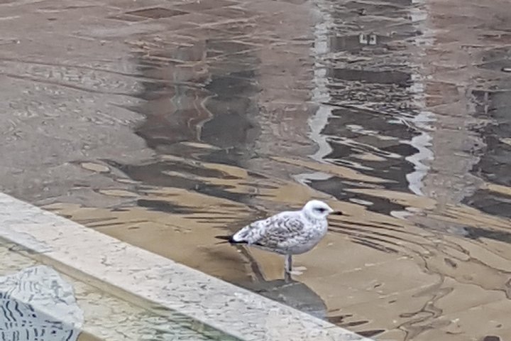  Friendinvenice, how to experience the true Venice, private tour - Image 3