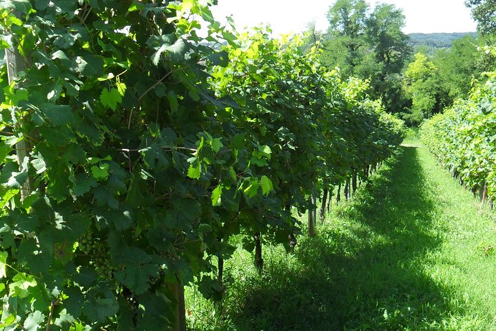 ”Wine is bottled poetry ,that's why I love Prosecco !! private Tour - Image 1