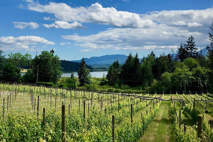 Cowichan Valley Wine Tasting: Explore Vancouver Island's New Wine Appelation - Image 5