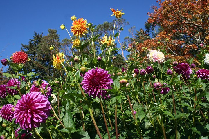 Private Butchart Gardens + Gardens at HCP Tour - Image 5