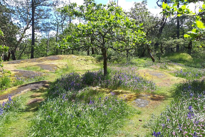 Private Half-Day Guided Nature Hike in Victoria, BC - Image 4
