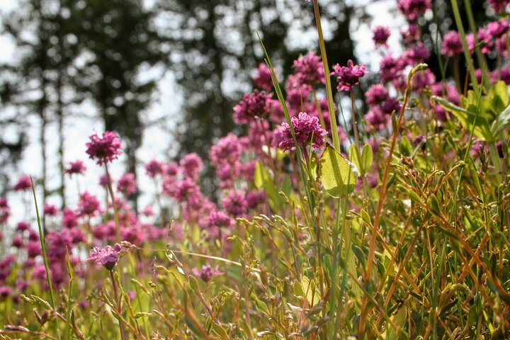 Private Half-Day Guided Nature Hike in Victoria, BC - Image 2