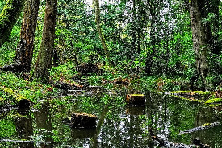 Vancouver Island Rainforest Guided Hike with Private Guide - Image 4