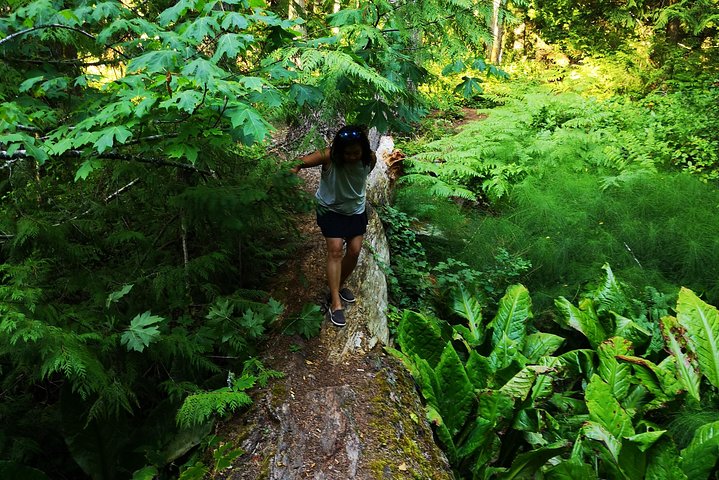 Vancouver Island Rainforest Guided Hike with Private Guide - Image 1