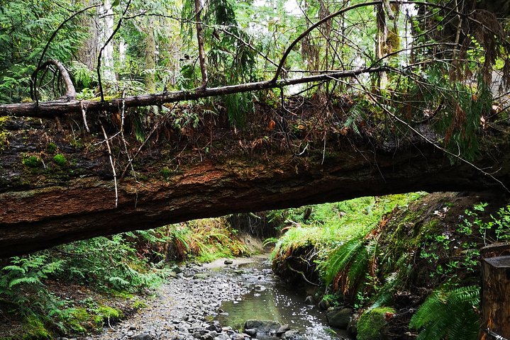 Vancouver Island Rainforest Guided Hike with Private Guide - Image 3