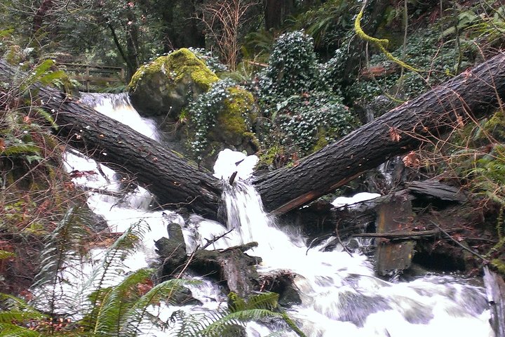 Vancouver Island Rainforest Guided Hike with Private Guide - Image 2
