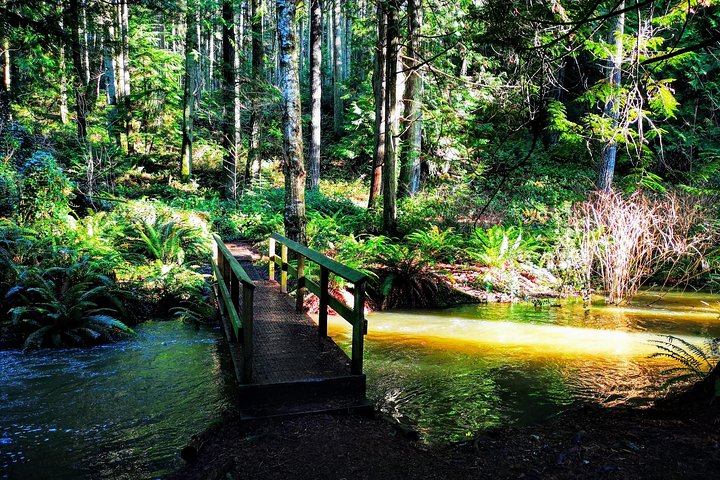 Vancouver Island Rainforest Guided Hike with Private Guide - Image 5